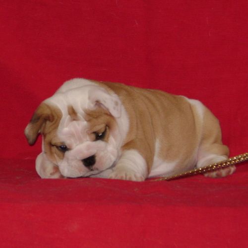 chiots bulldog anglais